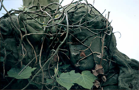 jesus, overgrown with ivy